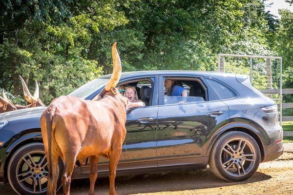 Watusi greet guests as they enter the back safari.