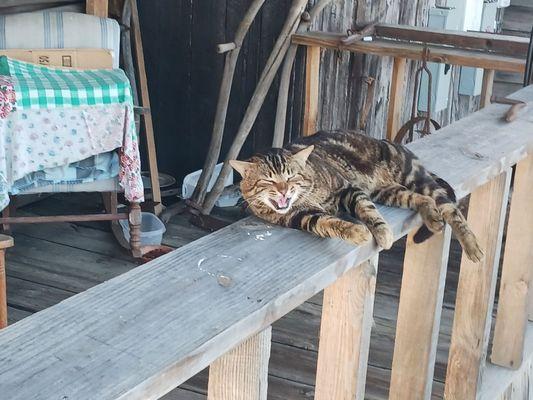 Guard cat hanging out on the front porch.