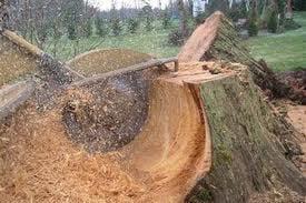 Tree Service, Stump Grinding, Stump Removal, Tree Trimming, Tree Cutting