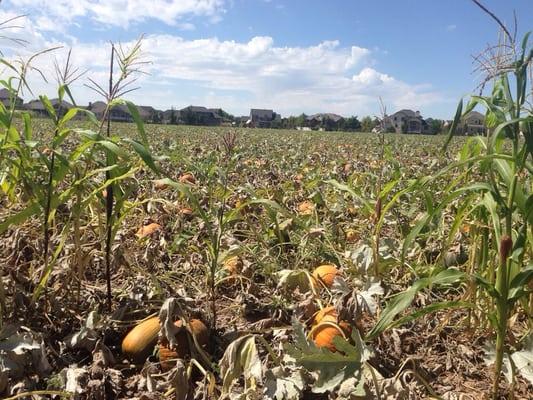 Pumpkin season is coming