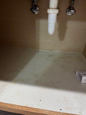 Dead bugs and roach trap under kitchenette sink.