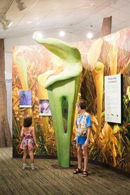 Big Thicket National Park in the visitor center. Great photo op by the huge pitcher plant! Very interesting park.