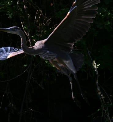 Met a great blue heron at the river