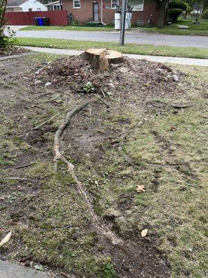 Stump with above ground roots.
Stump with above ground roots