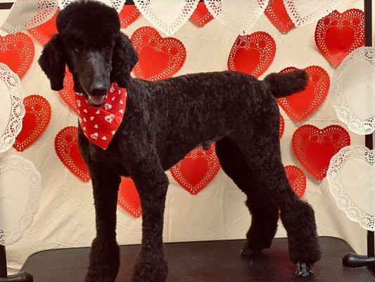 They even take amazing pics of my baby at the grooming salon! This was their Valentine's Day set up