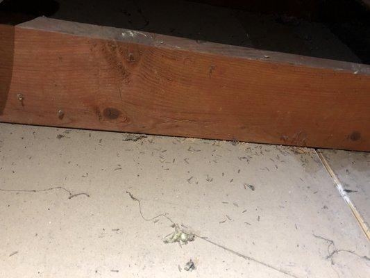 Dry wood termite alates "swarmers" inside an attic