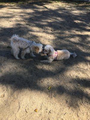 Puppy kisses