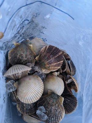 Scallops, freshly caught