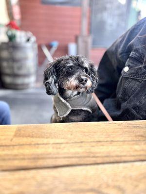 My little poodle enjoying his time outside on the patio, which is super dog friendly and filled with other furry friends!