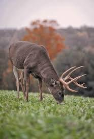 Food plots