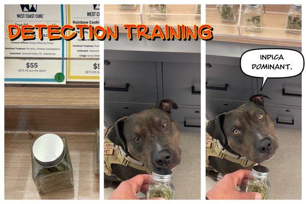 Illa Canna kindly allows detection dog training.  Minimum purchase of $50 applies per training session.