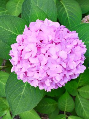 A beautiful Michigan Hydrangea.