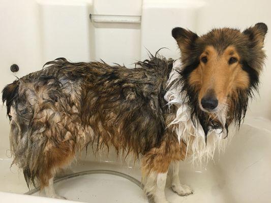 U-Wash Doggie