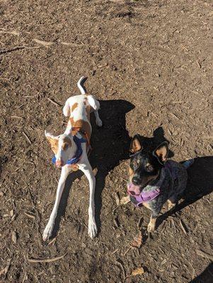 Alice and Olive at the dog park... Ball?