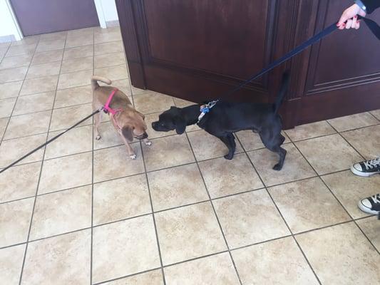 Kenzie met another puggle friend today.