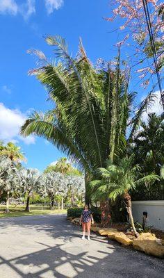 Look how tall this palm was!!!  We will definitely be back!!