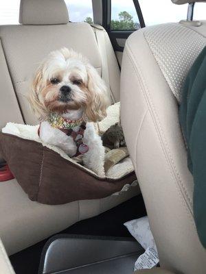 Subaru is all about dogs, here is ours, Oscar, loving his first road trip in our 2019 Outback!