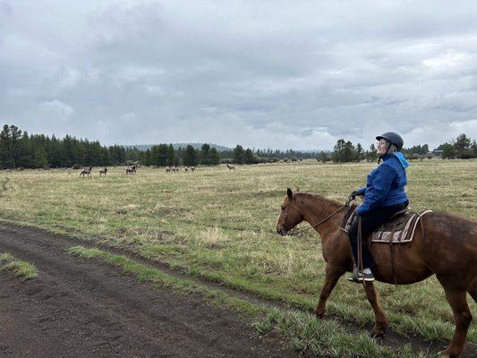 Elk herd grazing along the Deschutes River.