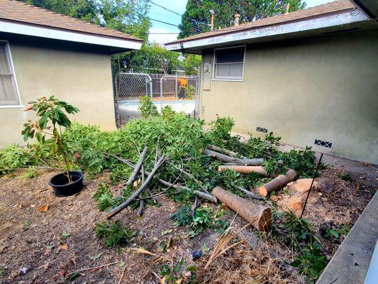 Removing tree.