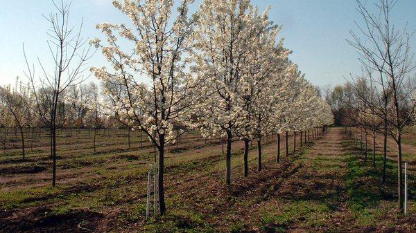 Tree Nursery Sales