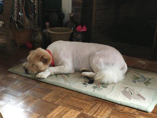 March 22, 2021, after being shaved by Pet Parlor