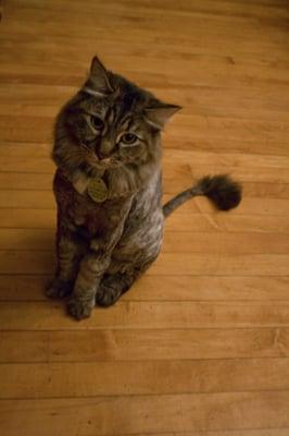 My cat after getting her first lion shave from Brandon... she is so happy to be cool in this summer heat!