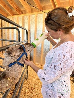 Baby camel