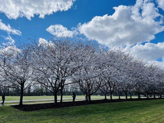 Cherry blossom  festival is on!!!