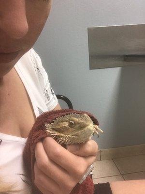 Bearded dragon Draco with one eye open!!