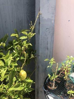 Board smashing a lemon tree branch