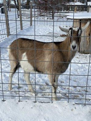 Goat striking a pose