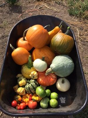 Squash, tomatoes and gourds, oh my!