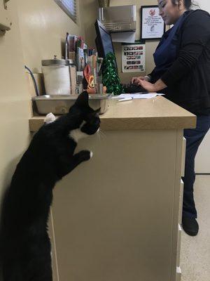 "What's up here on this counter?" Zorro's follow up appointment at about 4 months old. He's curious and friendly with the staff.