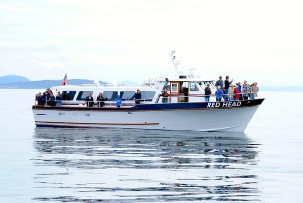 The Red Head - the boat we use for our 4 Hour Whale Watching tour out of Port Townsend,.