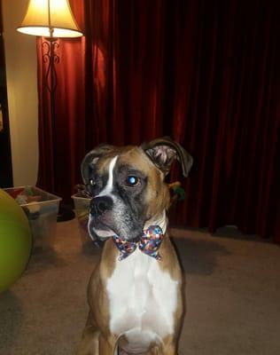 Willis wanted to wear his bow tie after his bath!!!!