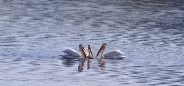 American white pelicans