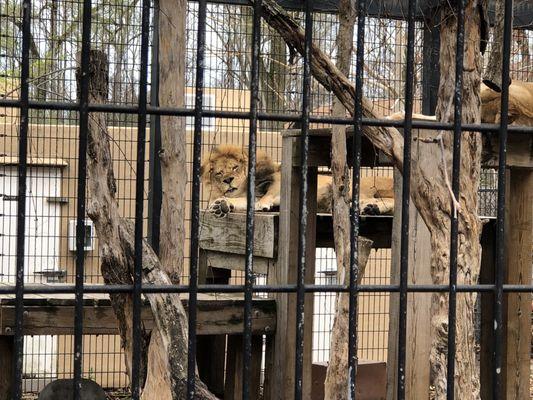 Washington Park Zoo