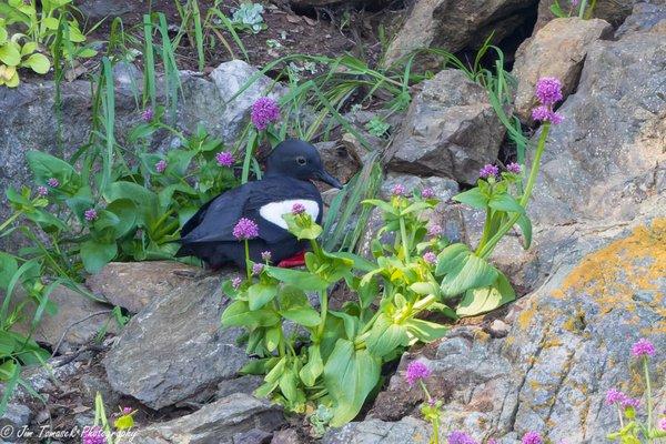 Pigeon Guillemot on May 11 boat tour ANACORTES BIRDING CRUISE TO
  VENDOVI ISLAND PRESERVE