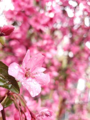 The Shotizam Flowering Crabapple's colors really pop after a light rain.