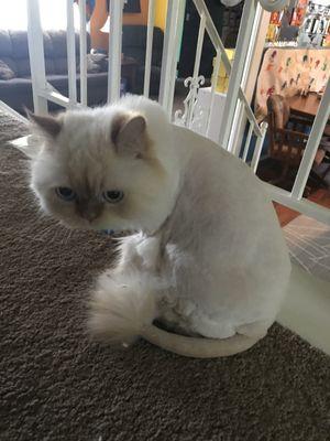 Love her little Lion Cut! With the puffy tail!