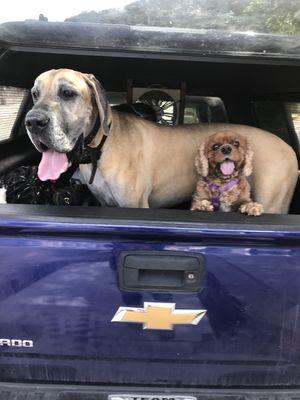 Moya and Bodhi love walking in Larkspur