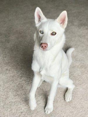 Nanuq, our most sensitive albino boy. Allergic to basically all meats besides fish.