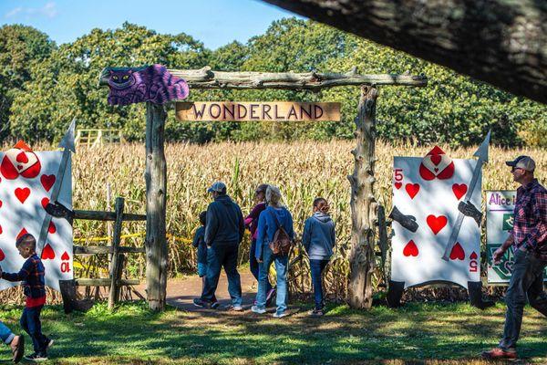 Enter our amazeing corn maze!