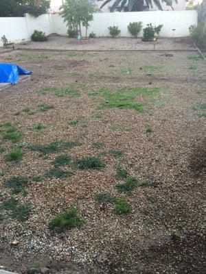 Here we have a gravel backyard in North Phoenix, AZ area that we will be converting into a new lawn using Midiron sod.