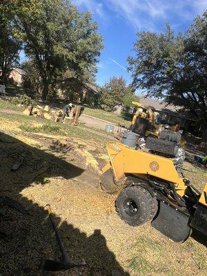 Mulberry Tree Removal