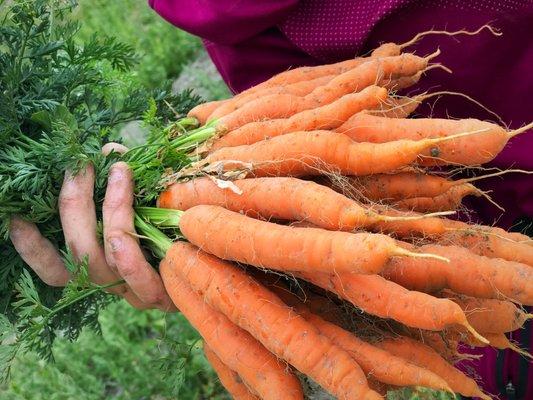 Freshly-harvested organic carrots going into the boxes!