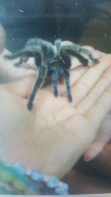 My kid was excited she got to hold a tarantula on the first day of class!