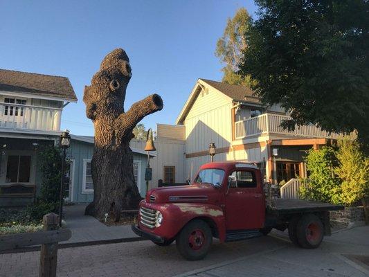 Dead oak tree removal