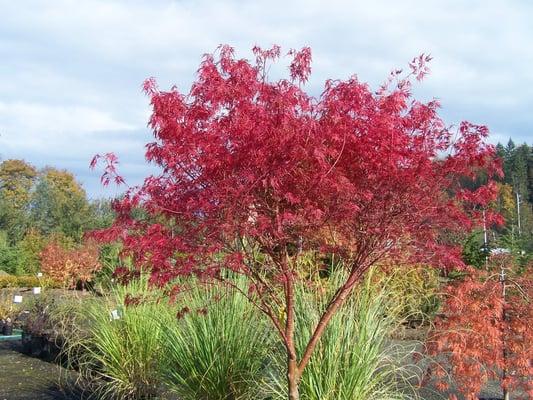 Seriyu maple in fall