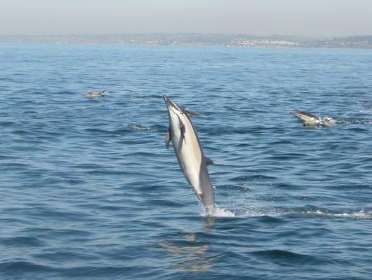 Some of the sights we've been privileged to see - This is a Tailwalking dolphin - This behavior  comes naturally!